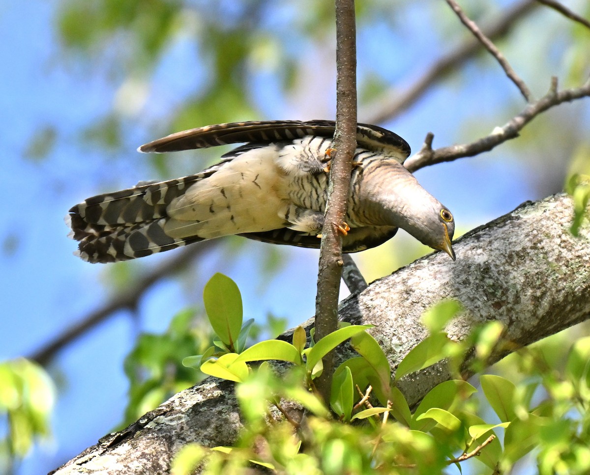 Himalayan Cuckoo - ML641848673