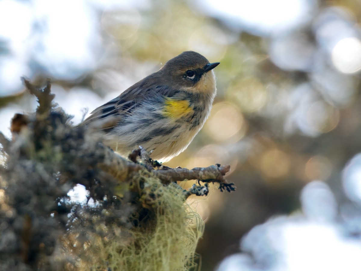 Yellow-rumped Warbler (Myrtle) - ML641848676