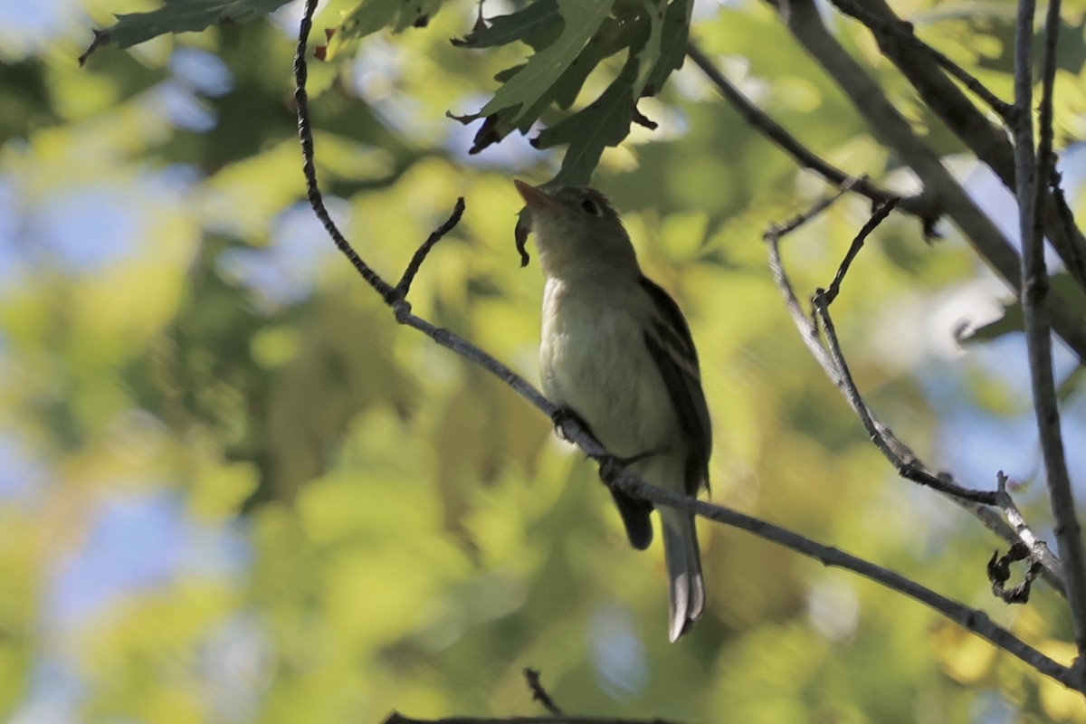 Western Flycatcher (Pacific-slope) - ML641848677