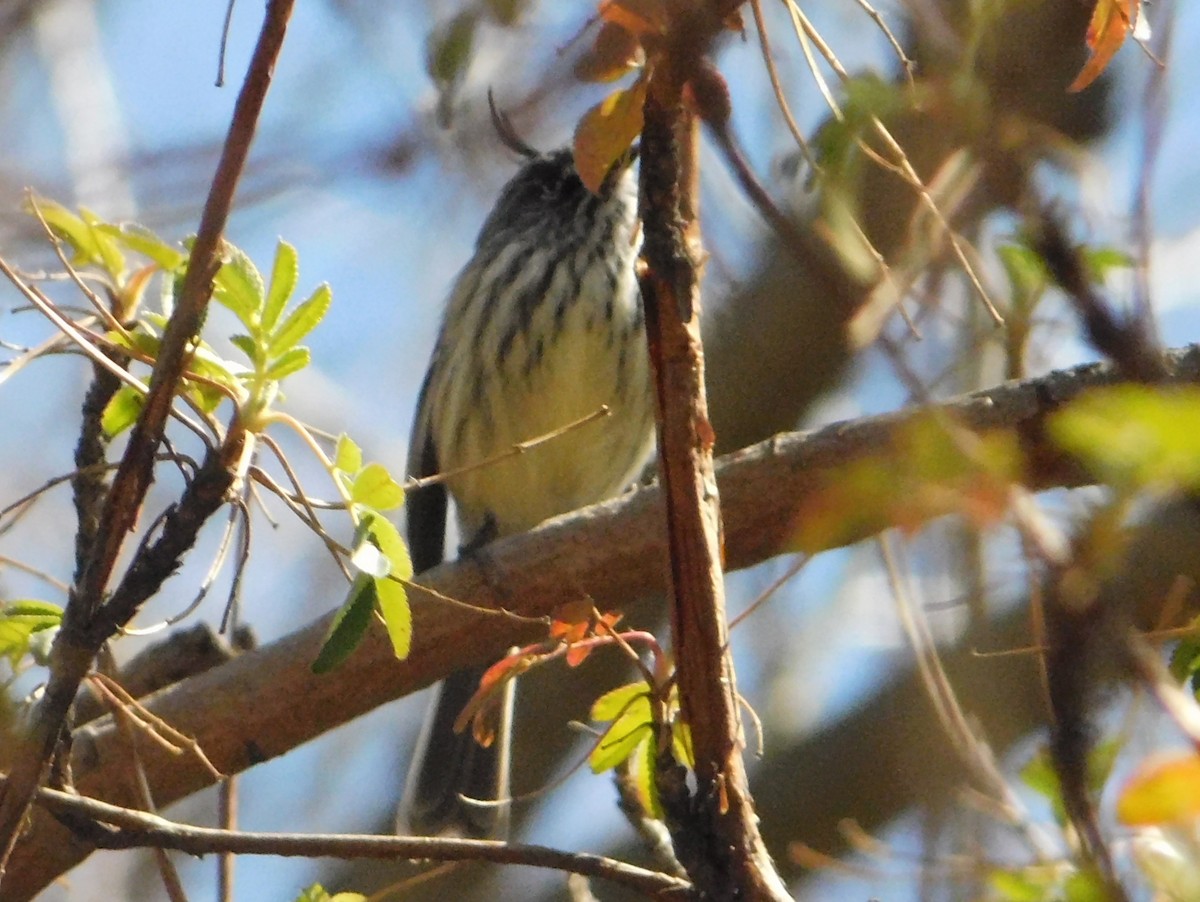 Tufted Tit-Tyrant - ML641848680