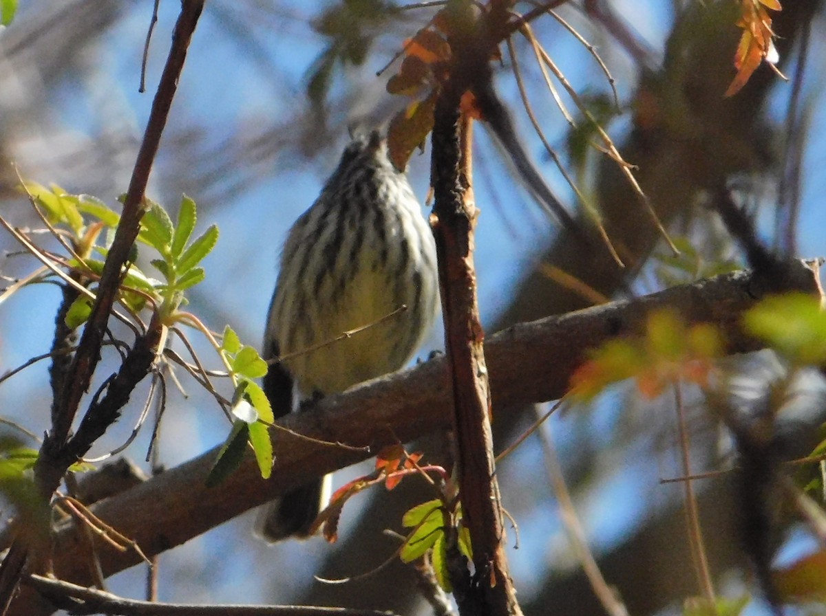Tufted Tit-Tyrant - ML641848681
