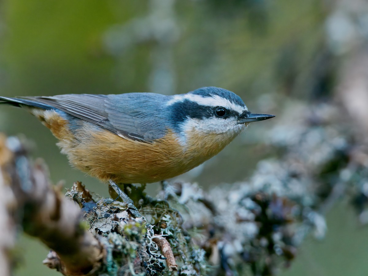 Red-breasted Nuthatch - ML641848691