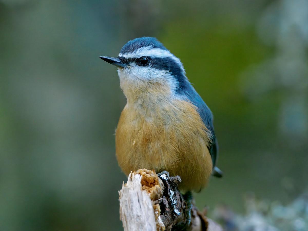 Red-breasted Nuthatch - ML641848692