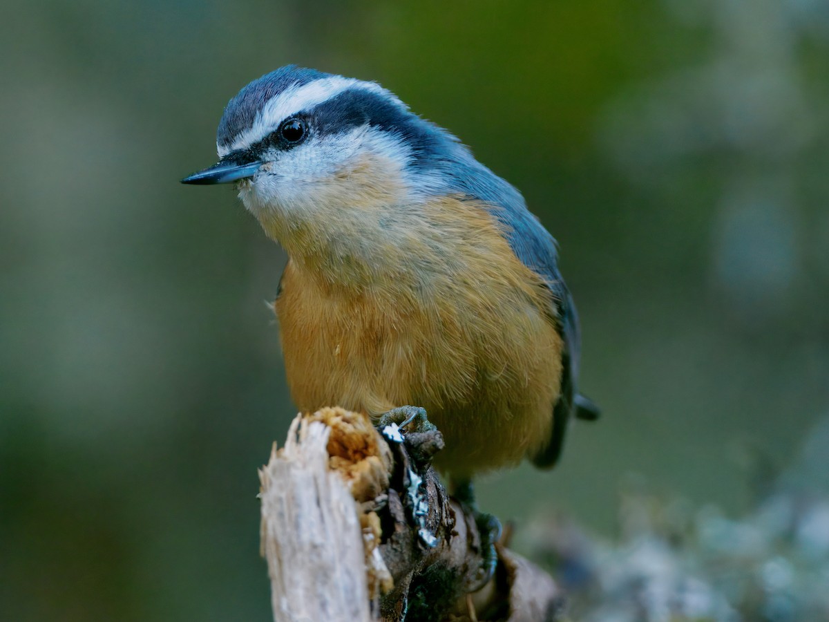 Red-breasted Nuthatch - ML641848693