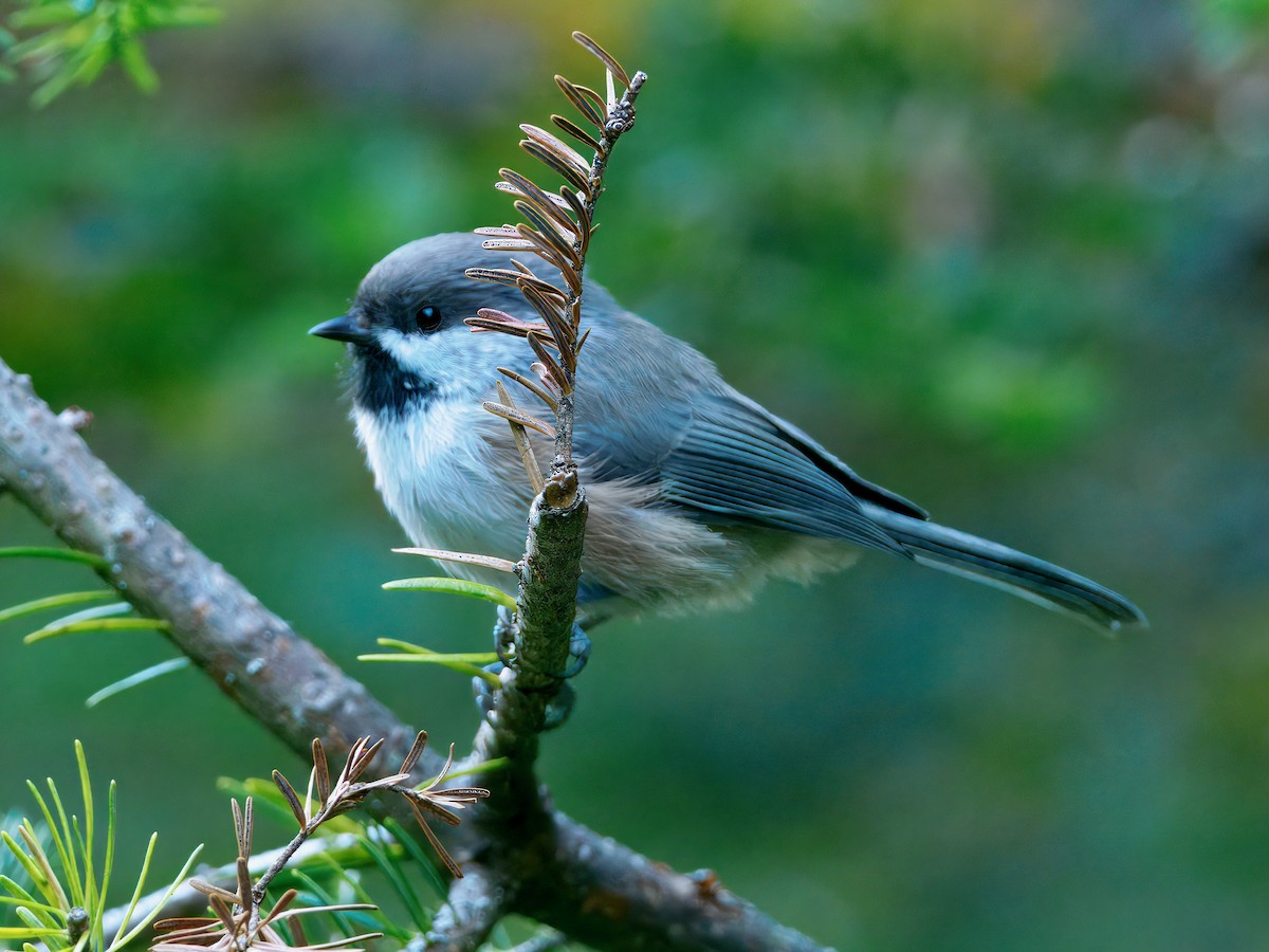 Boreal Chickadee - ML641848705