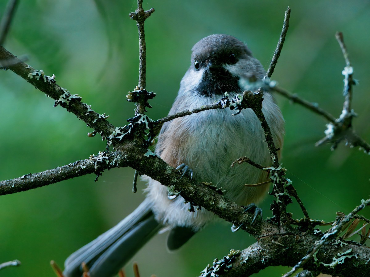 Boreal Chickadee - ML641848706