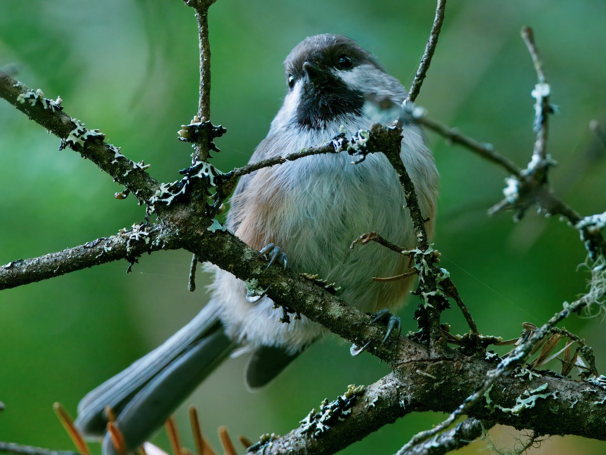 Boreal Chickadee - ML641848707