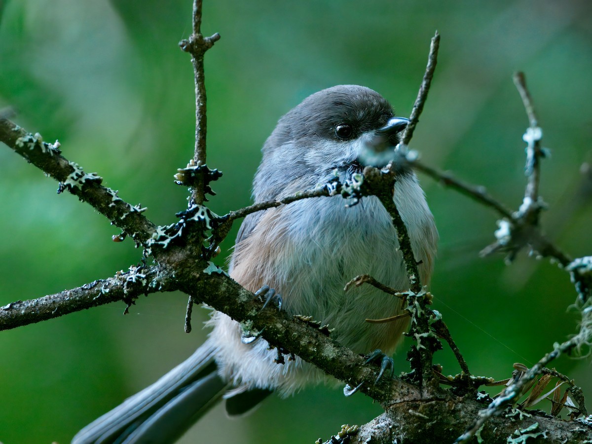 Boreal Chickadee - ML641848708