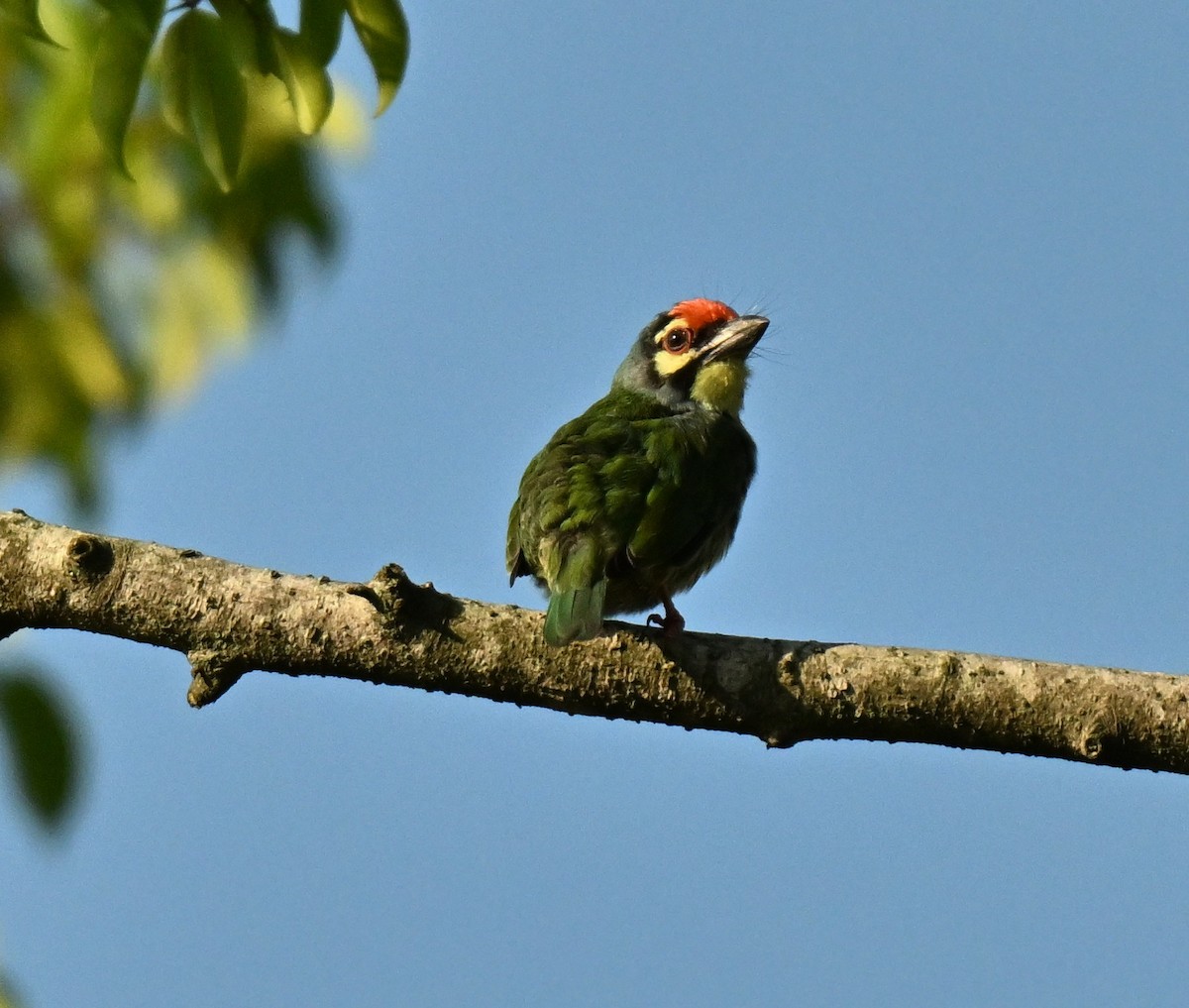 Coppersmith Barbet - ML641848709