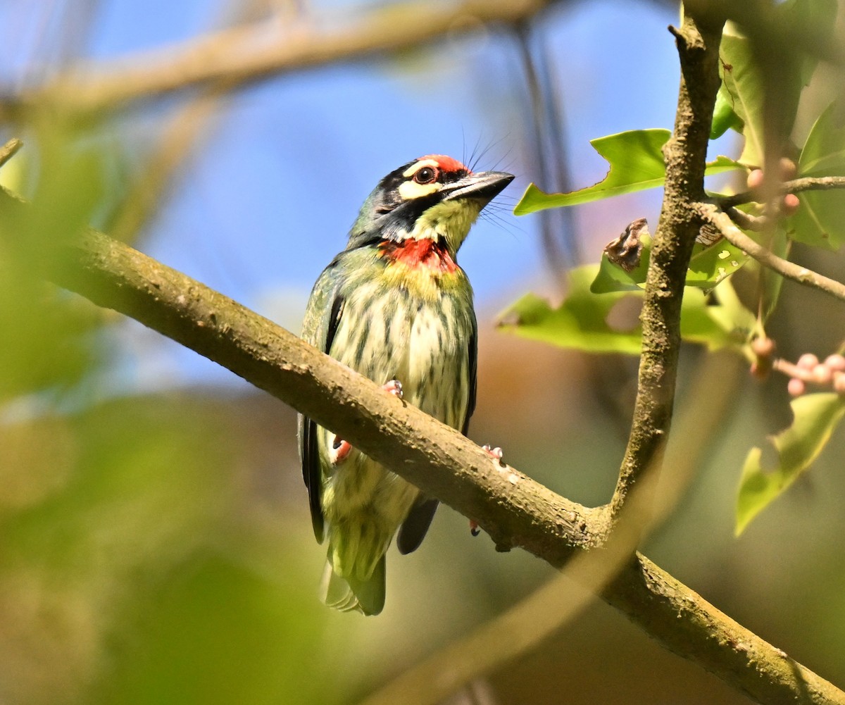 Coppersmith Barbet - ML641848710