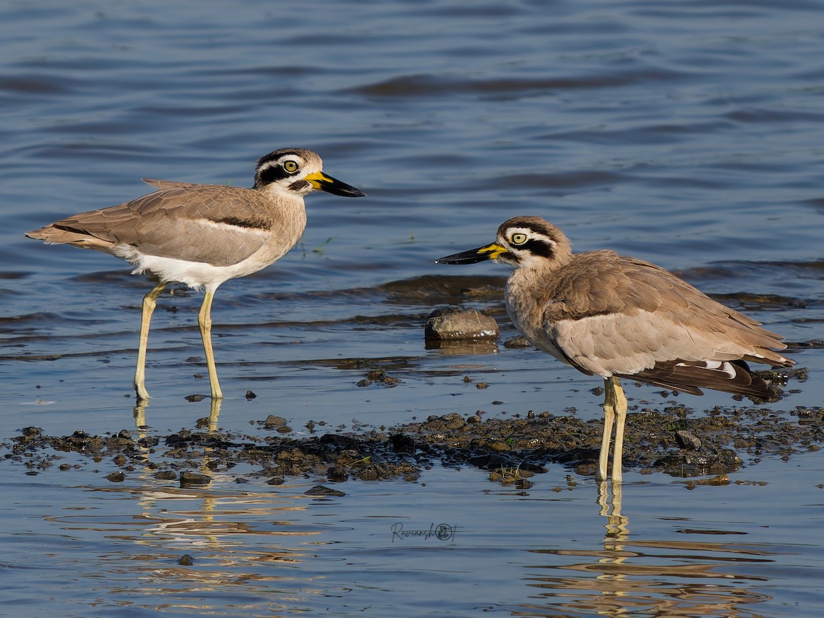 Great Thick-knee - ML641848716