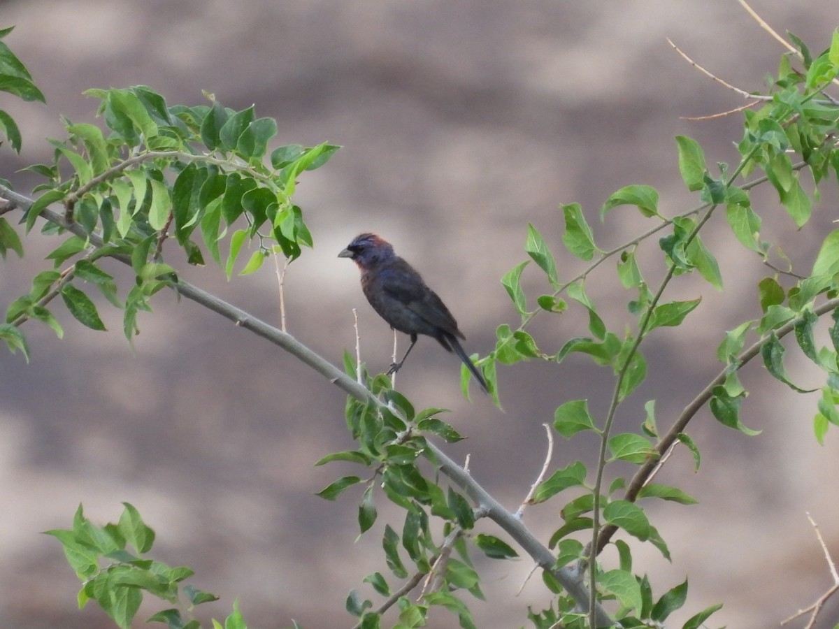 Varied Bunting - ML641848723