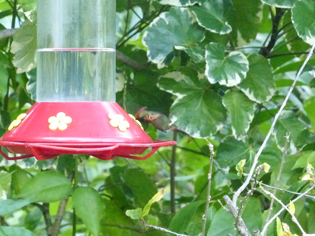 Tufted Coquette - ML641848724