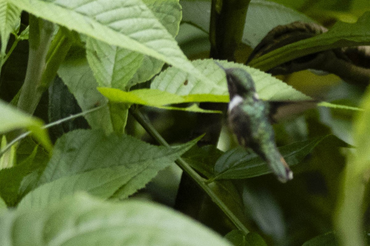 Volcano Hummingbird - ML641848729