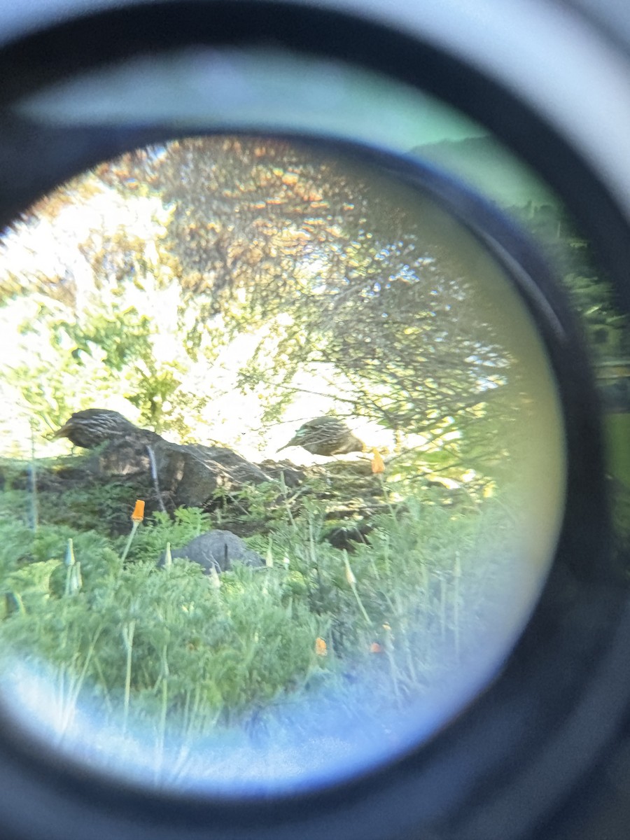 California Quail - ML641848756