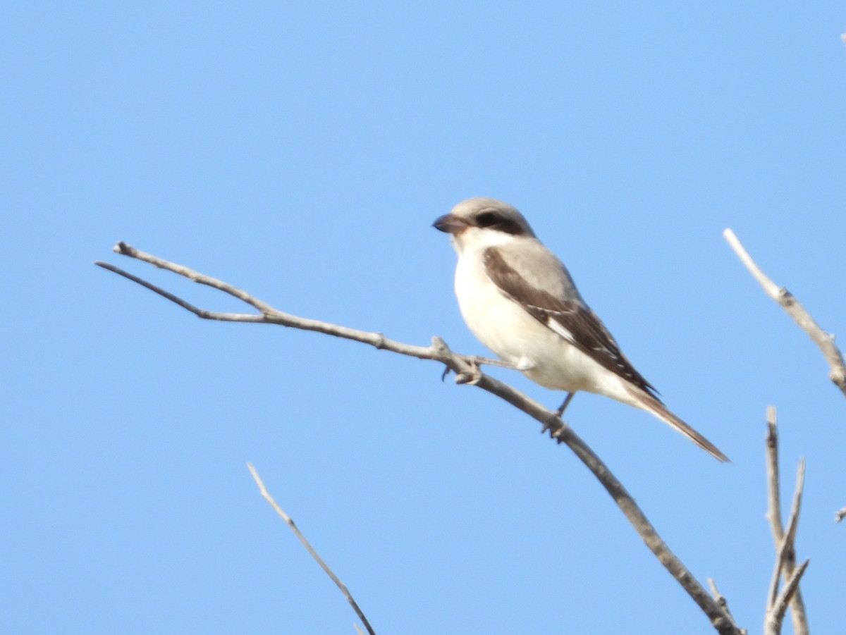 Lesser Gray Shrike - ML641848757
