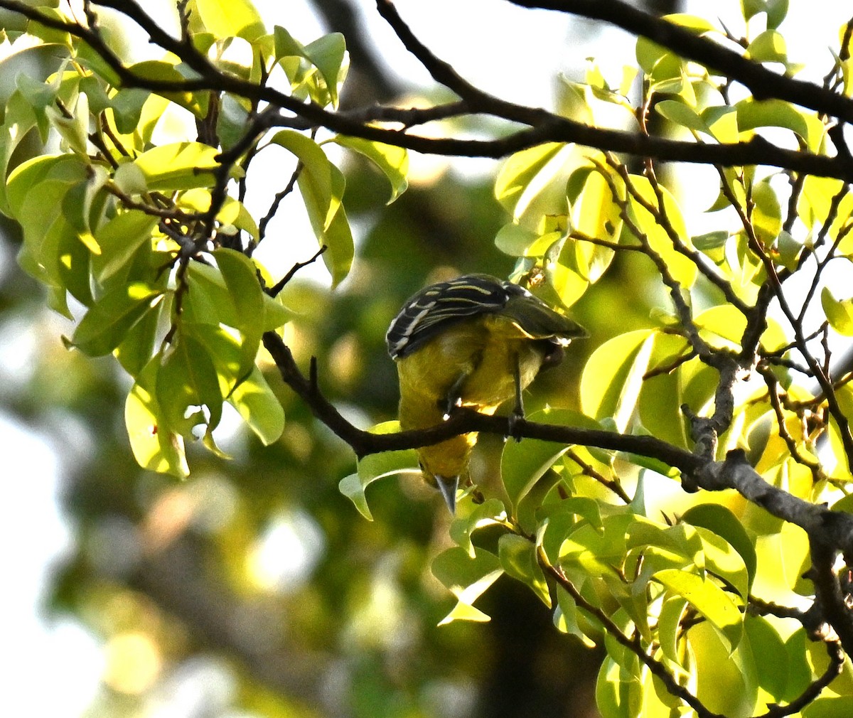 Common Iora - ML641848759