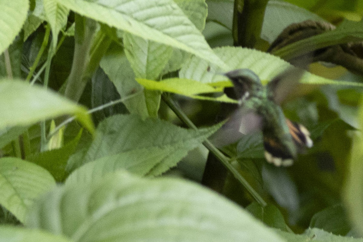 Volcano Hummingbird - ML641848767
