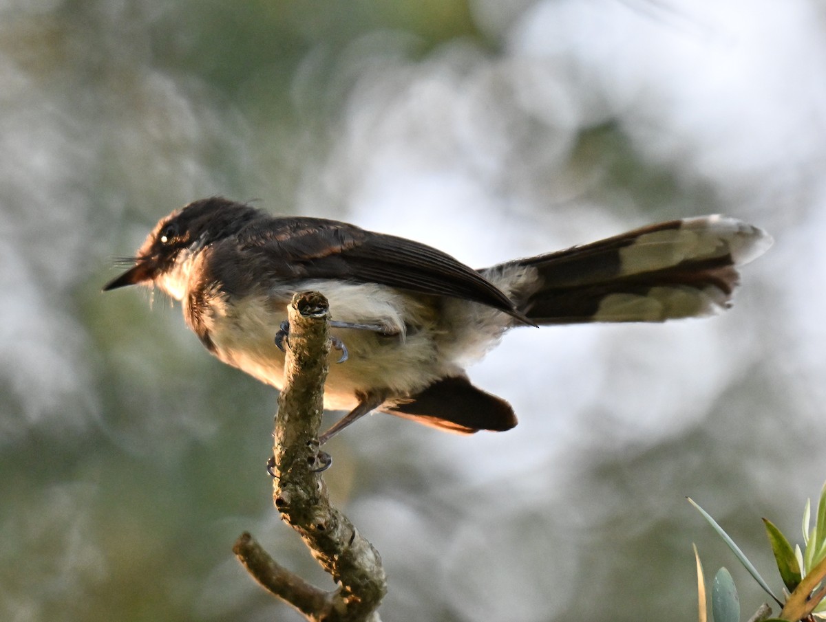 Malaysian Pied-Fantail - ML641848779