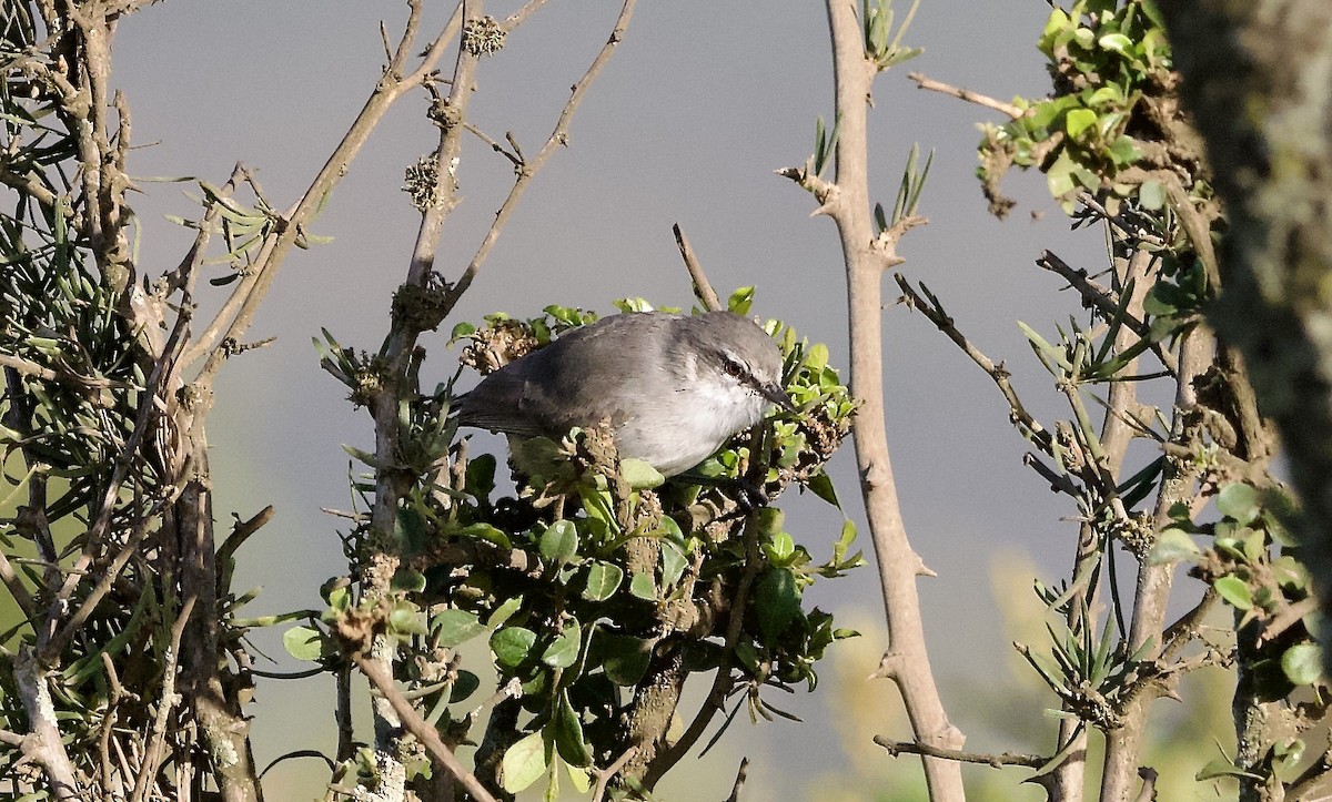 Yellow-bellied Eremomela - ML641848807