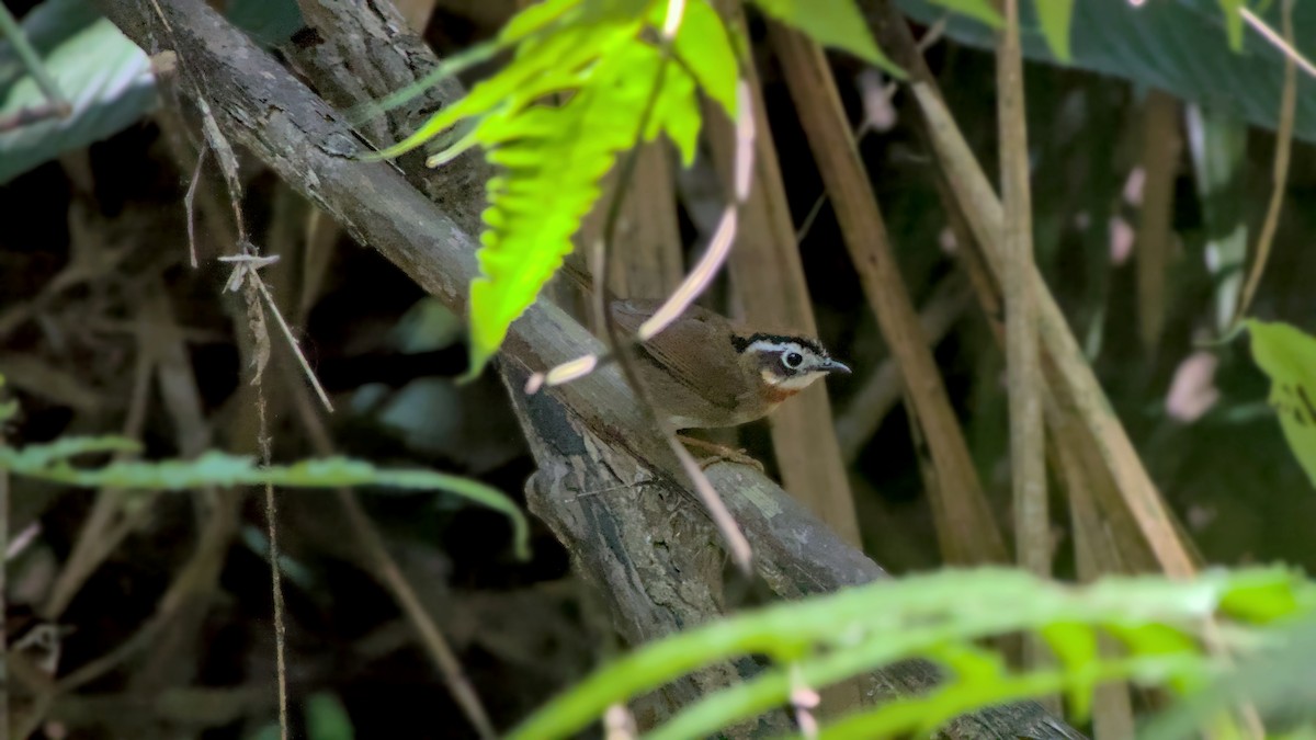 Rufous-throated Fulvetta - ML641848818