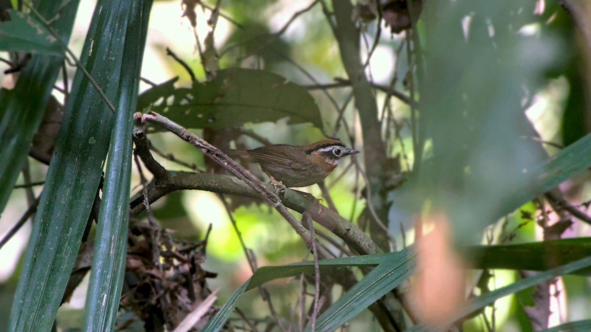 Rufous-throated Fulvetta - ML641848819