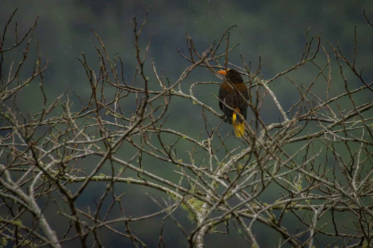 Russet-backed Oropendola - ML641848823