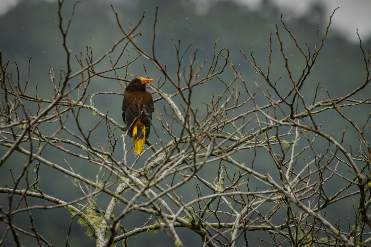 Russet-backed Oropendola - ML641848824