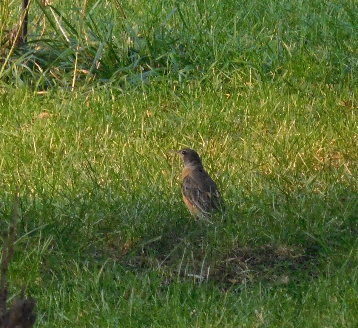 American Robin - ML641848828