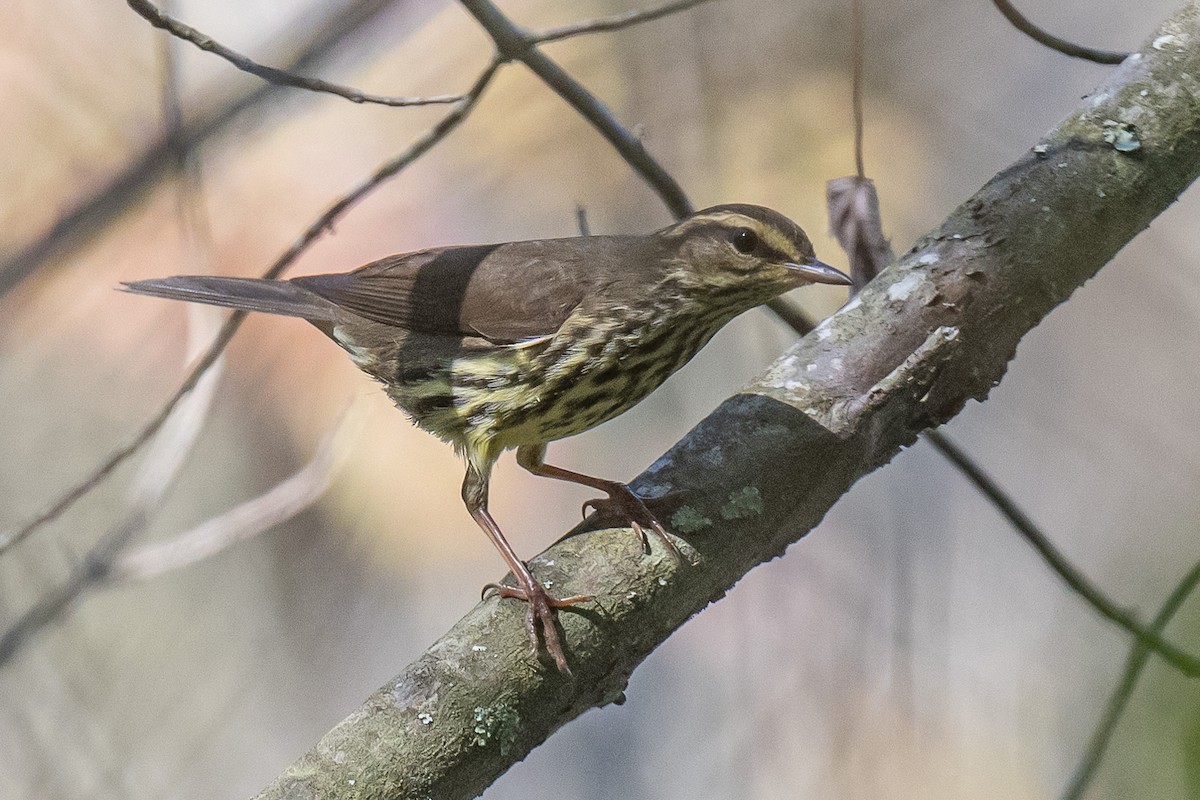 Northern Waterthrush - ML641848838