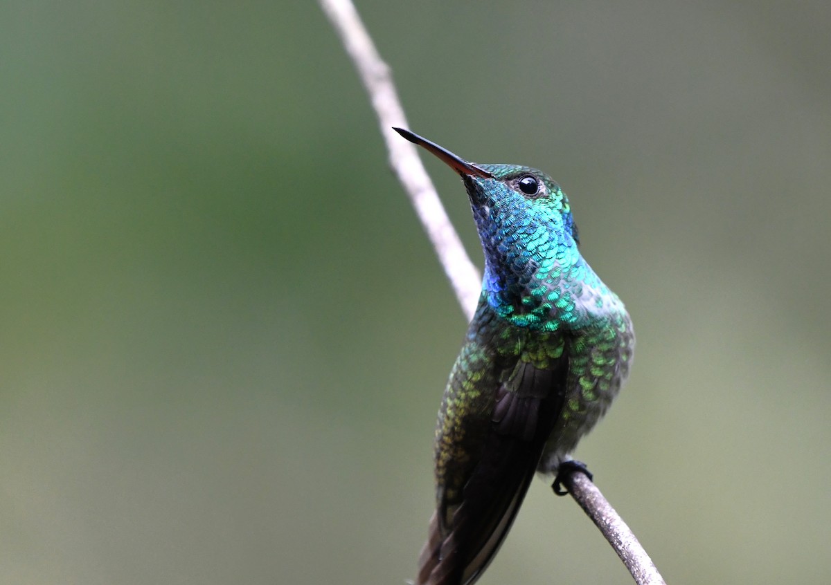 tupikolibri - ML641848839