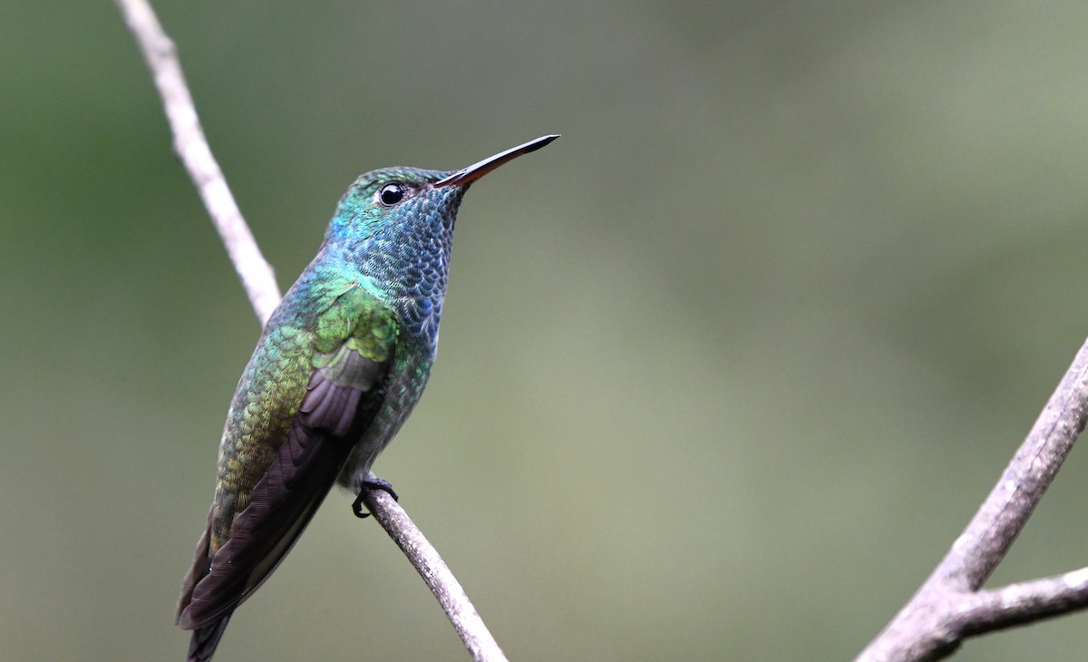 tupikolibri - ML641848840