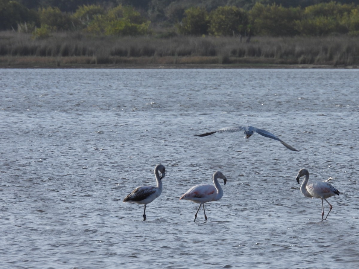 Chilean Flamingo - ML641848845