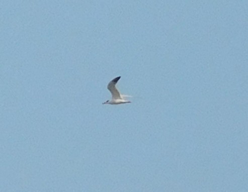 Caspian Tern - ML641848849