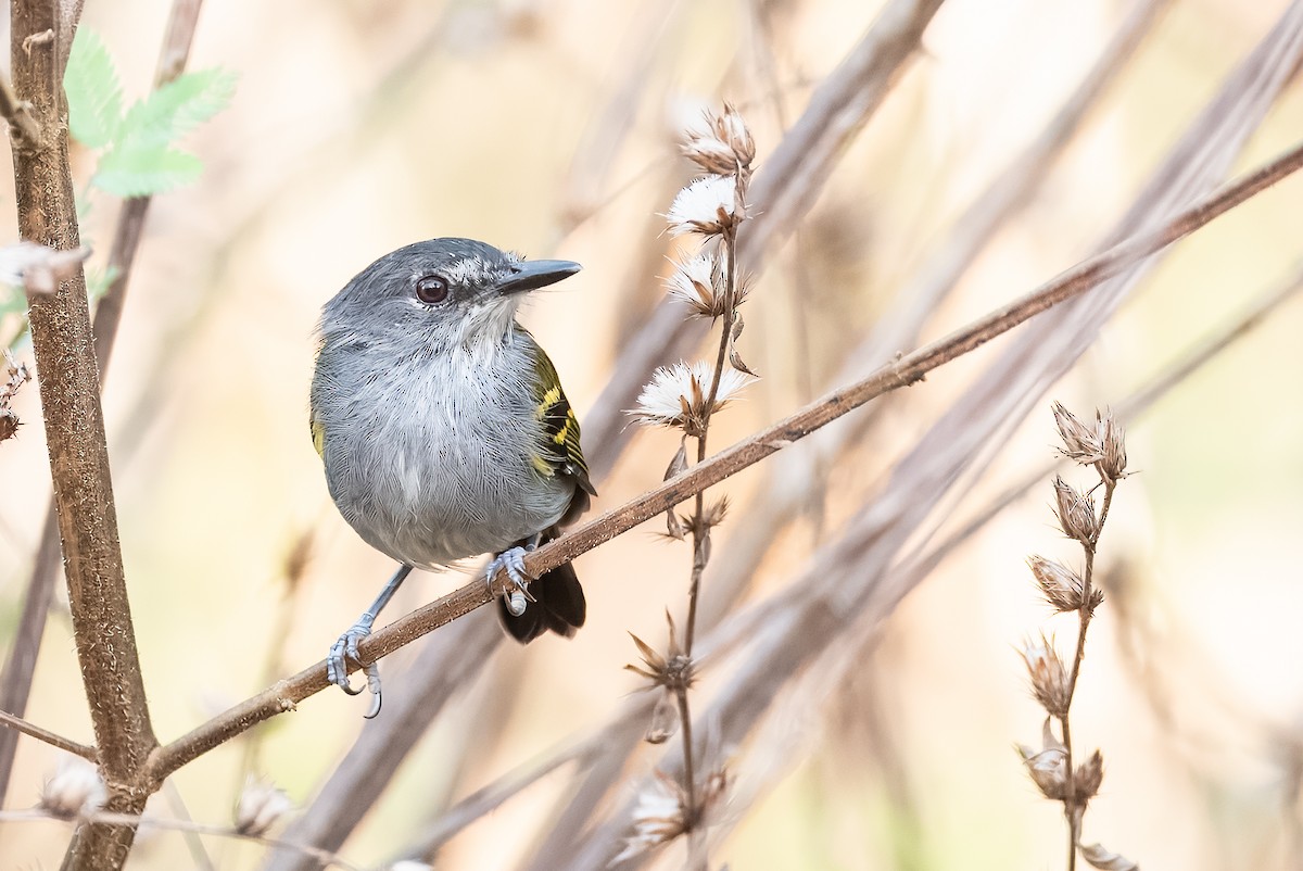 Slate-headed Tody-Flycatcher - ML641848859