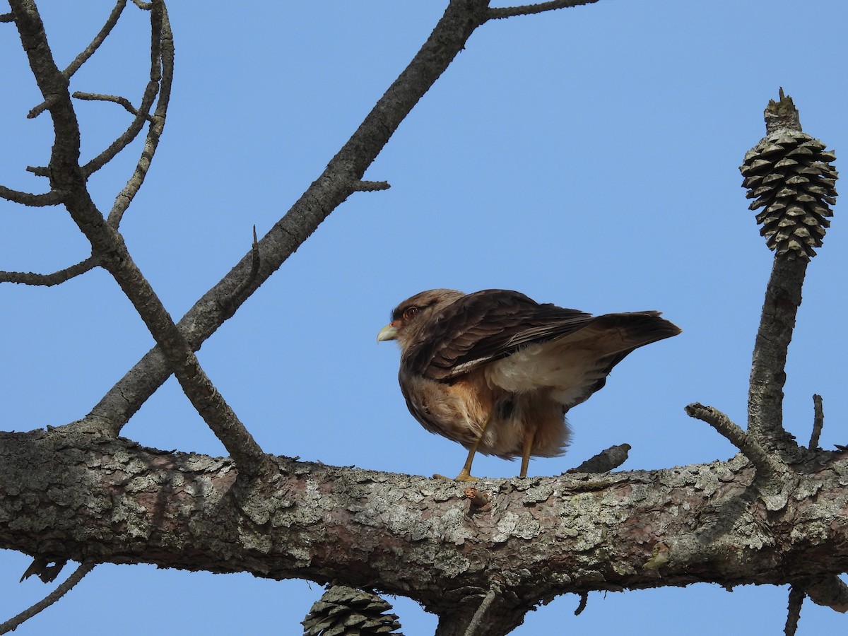 Chimango Caracara - ML641848861