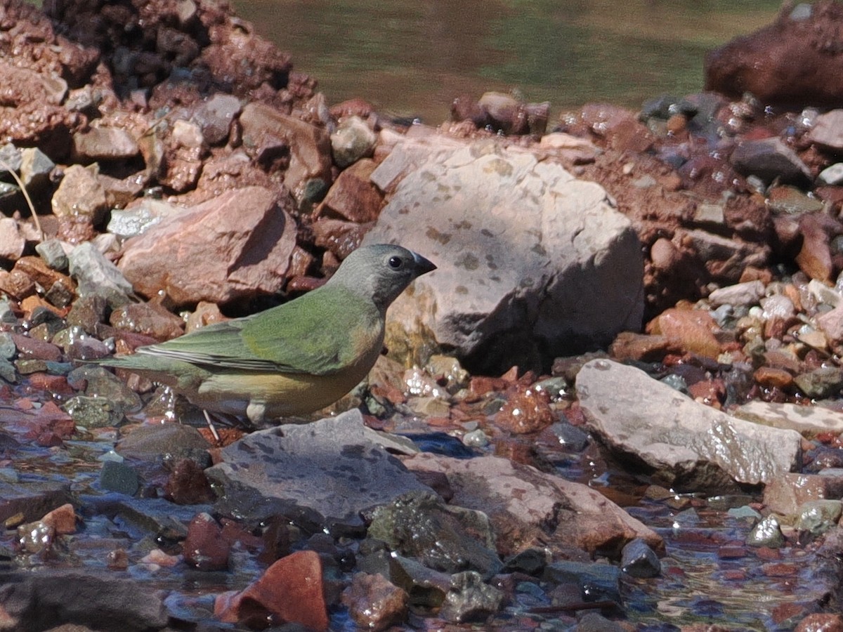 コキンチョウ - ML641848872
