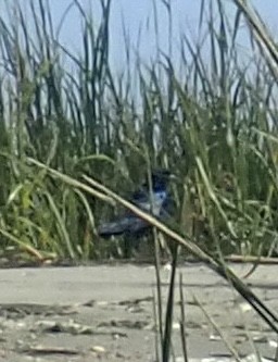 Boat-tailed Grackle - ML641848878