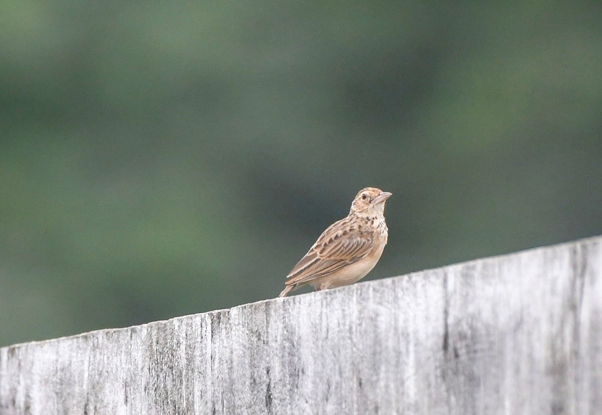 Jerdon's Bushlark - ML641848880