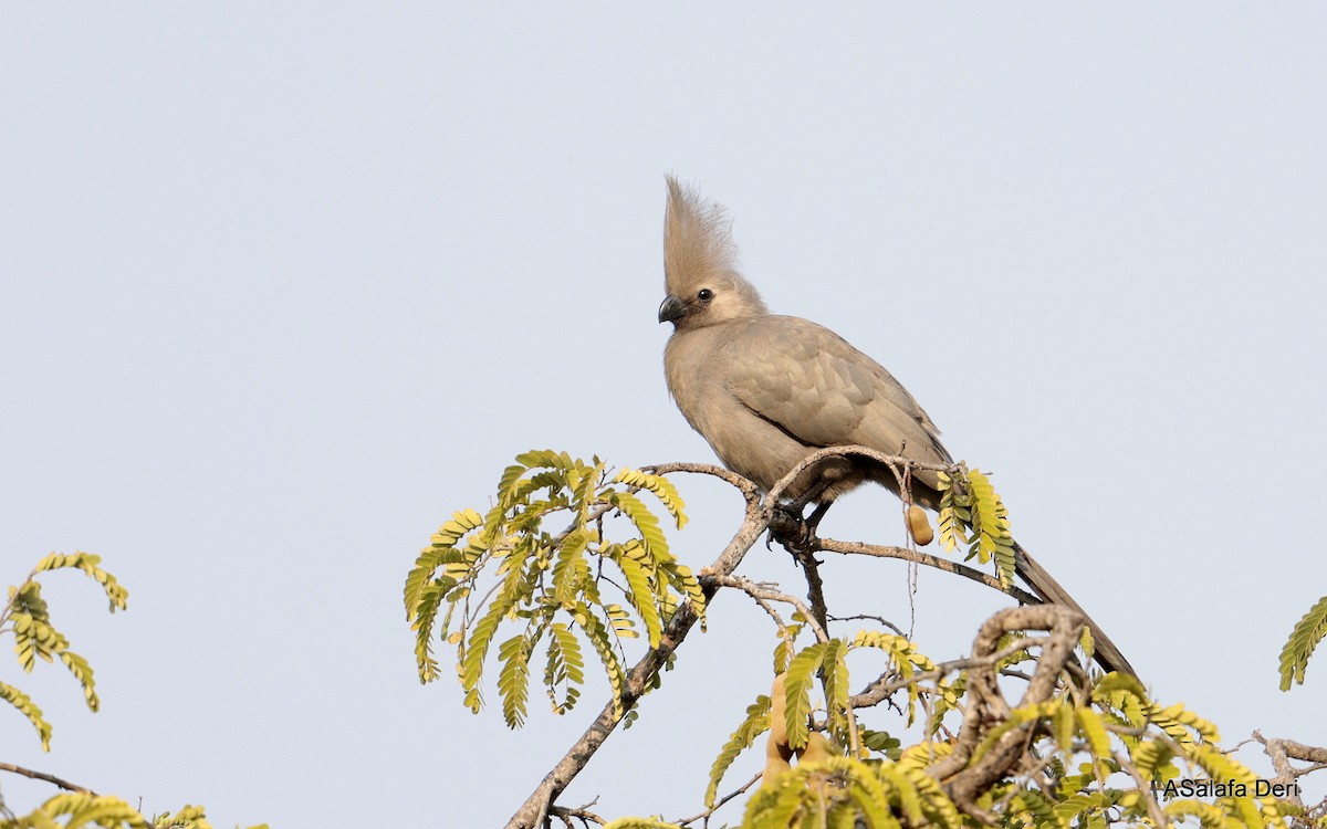 Gray Go-away-bird - ML641848895