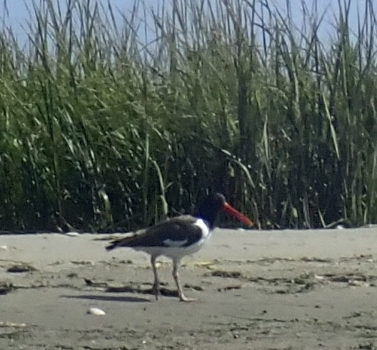 American Oystercatcher - ML641848909