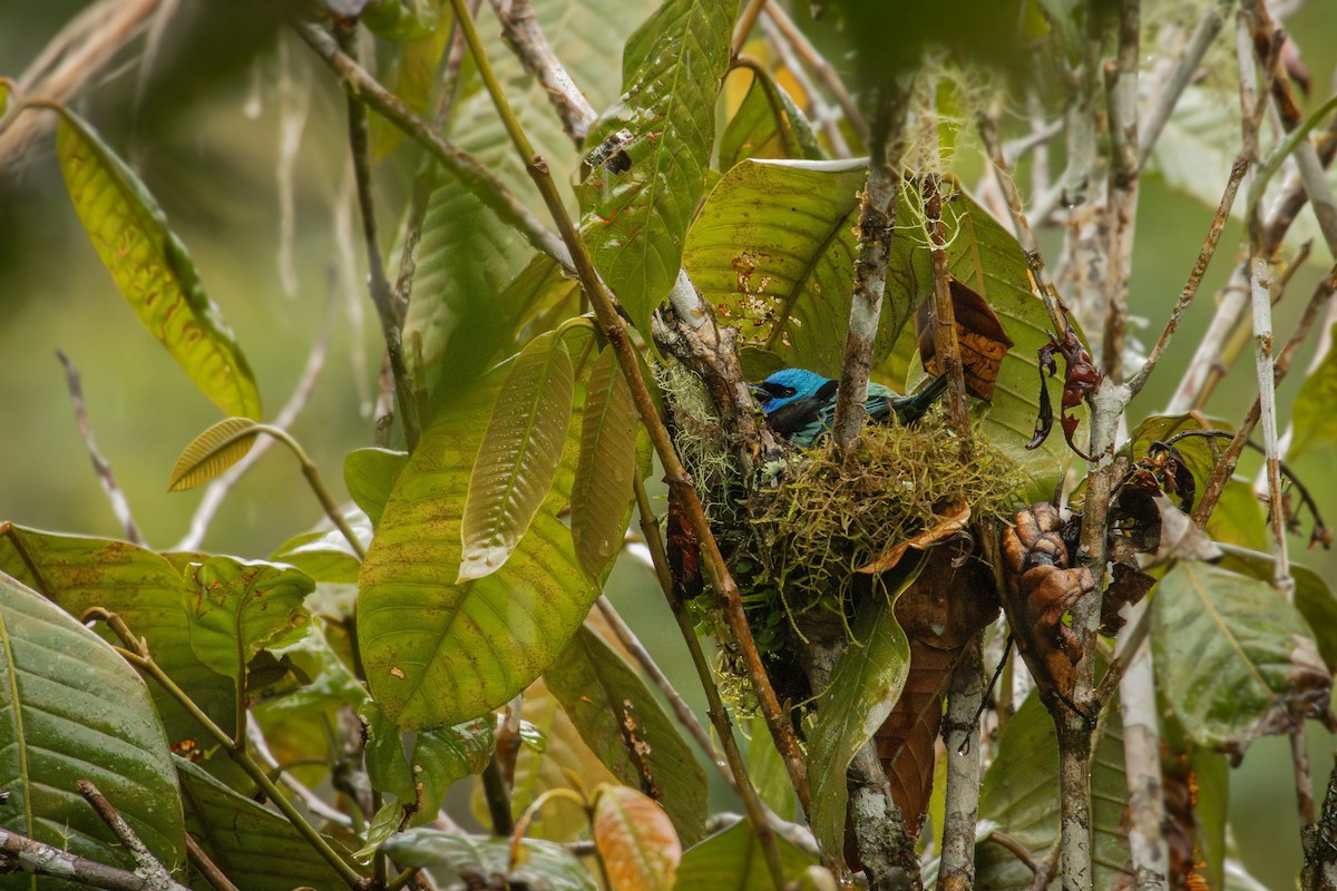 Blue-necked Tanager - ML641848914