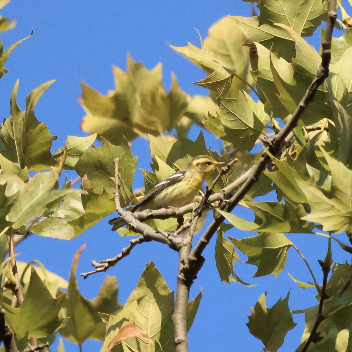 Blackburnian Warbler - ML641848915