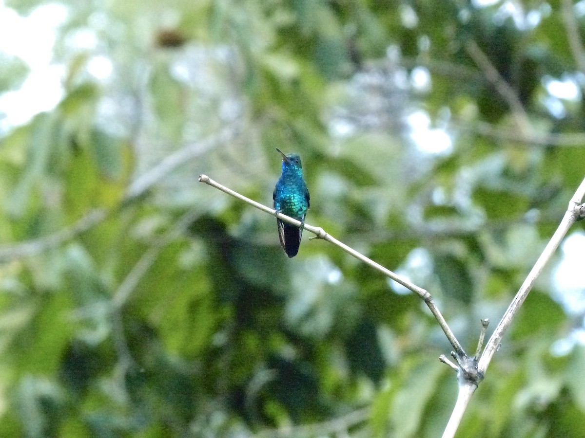 Blue-chinned Sapphire - ML641848920