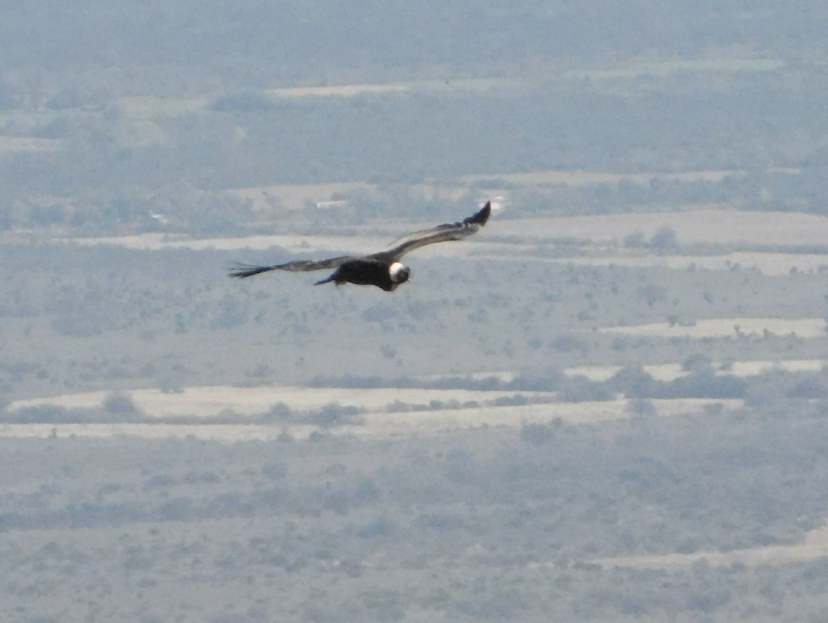 Andean Condor - ML641848922