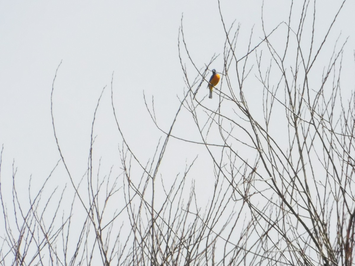 Blue-and-yellow Tanager - ML641848926