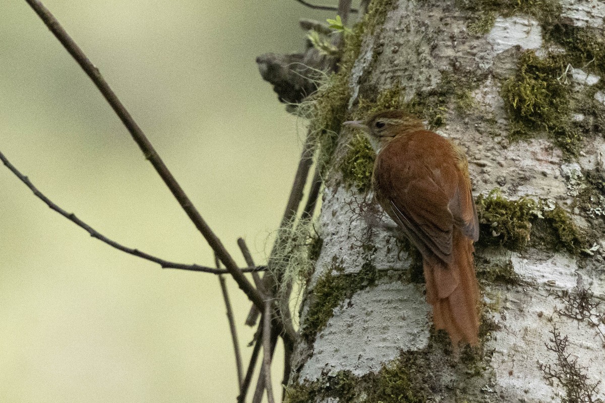 Ruddy Treerunner - ML641848927