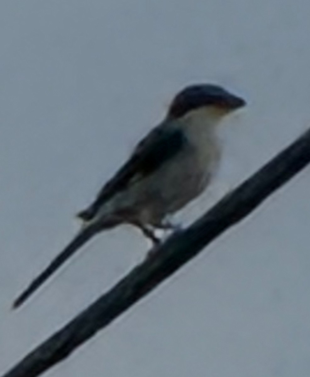 ťuhýk americký - ML641848946