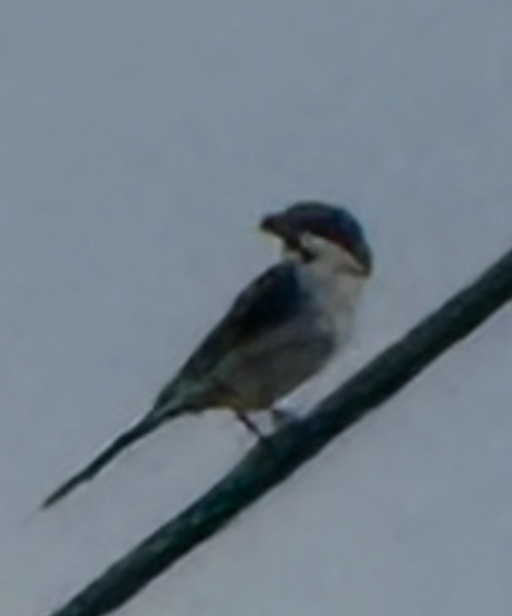 ťuhýk americký - ML641848947