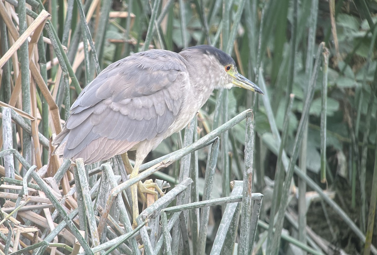 Black-crowned Night Heron - ML641848956